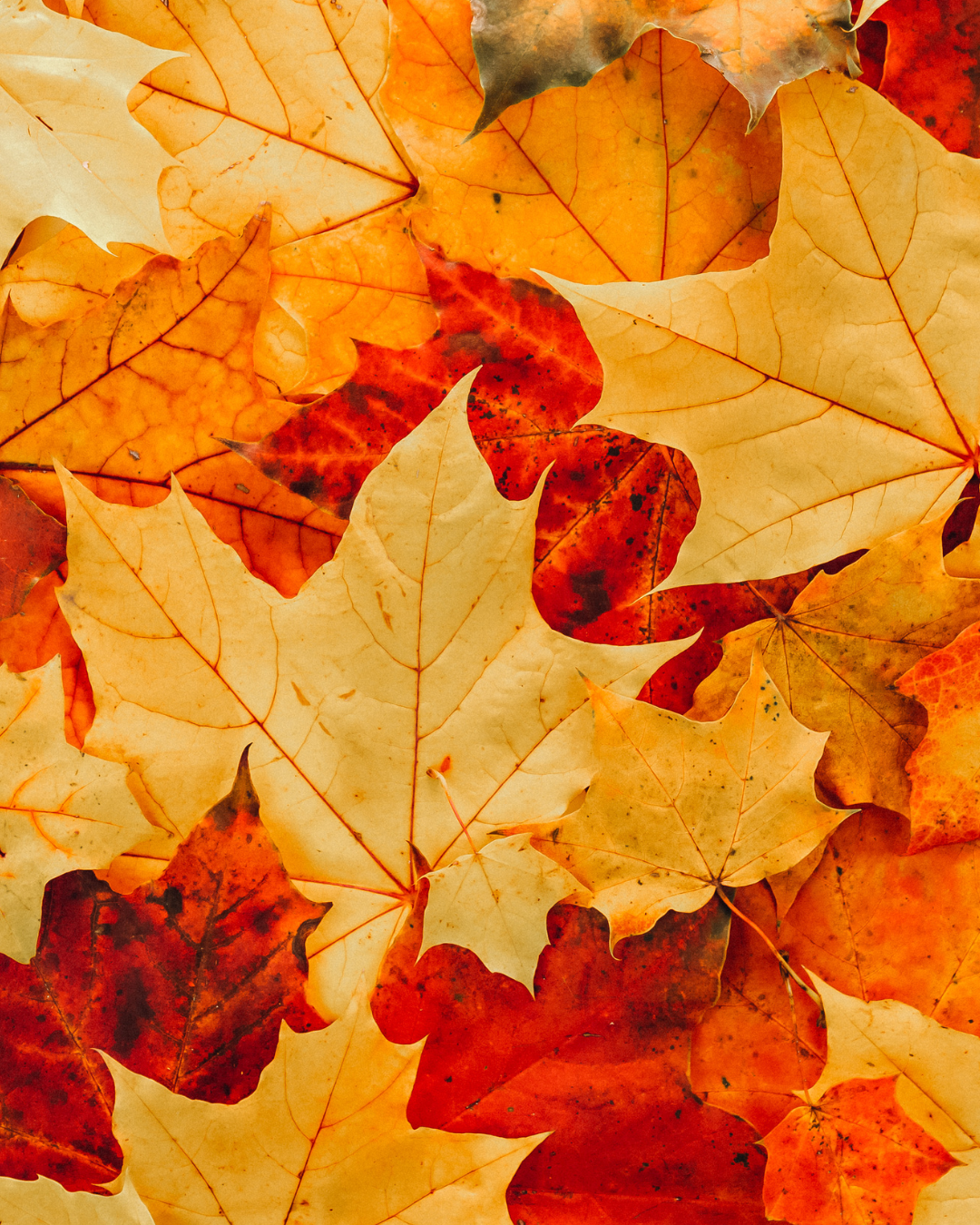 Seasonal Shifts, Lasting Nourishment: Celebrating the Best of Autumn Produce.