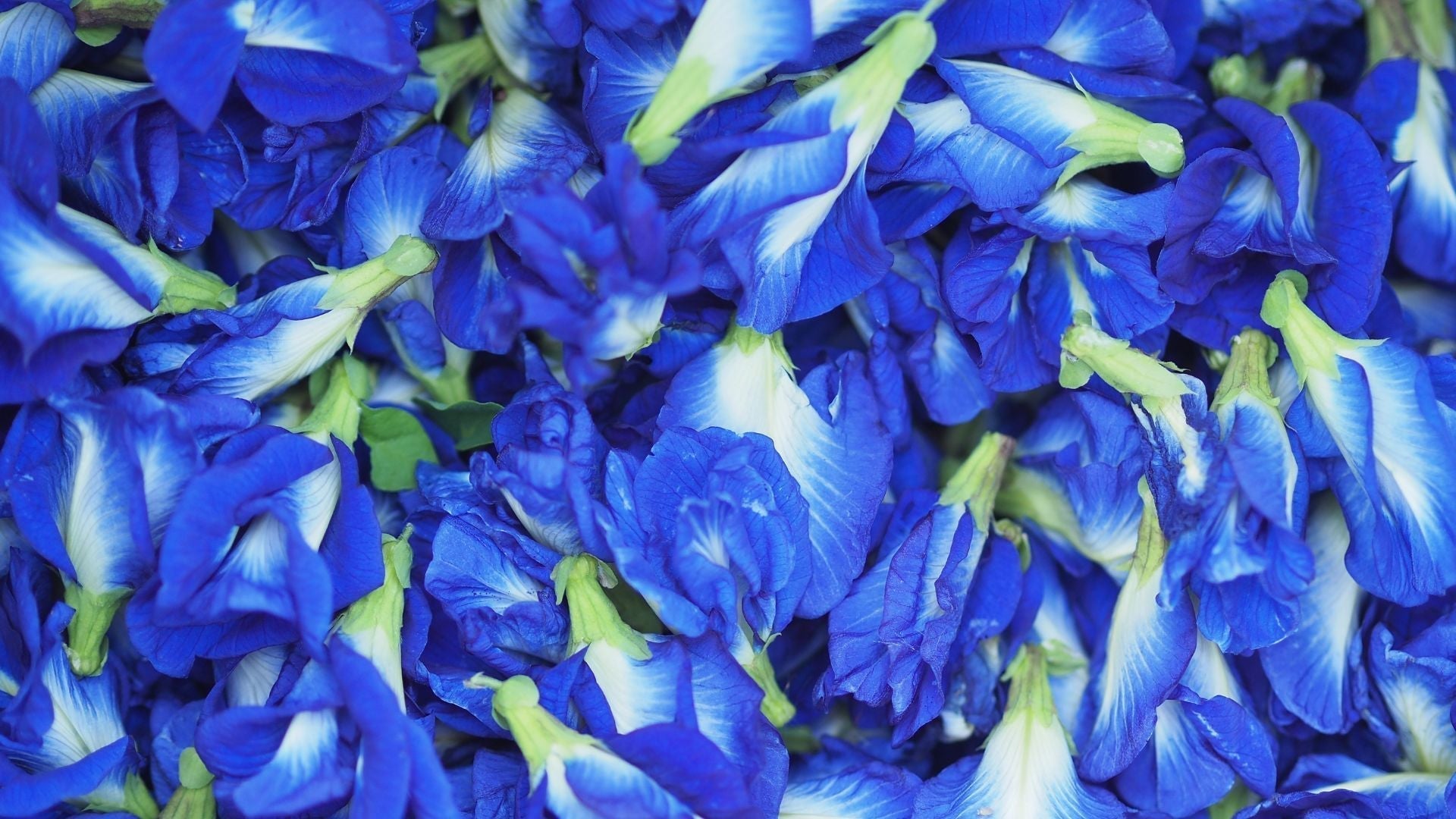 Ingredient Spotlight: Butterfly Blue Kuramylk.